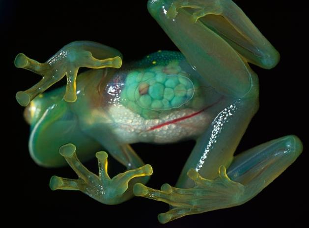 prozrachnaya lyagushka Transparent Frog  