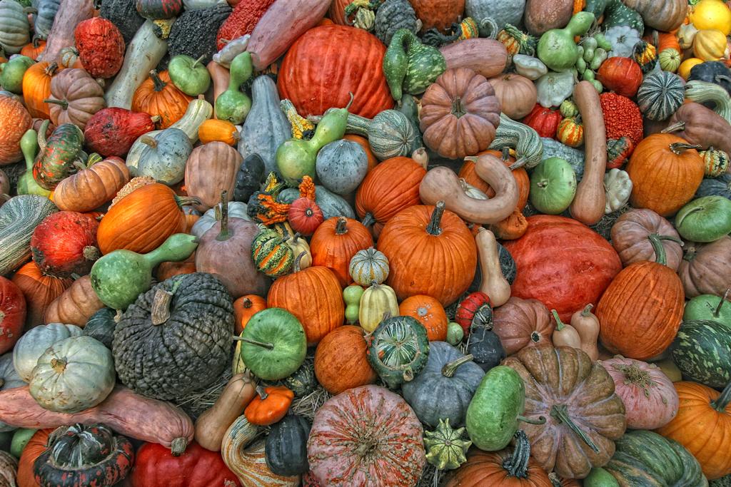 pumpkin and gourds  : 
