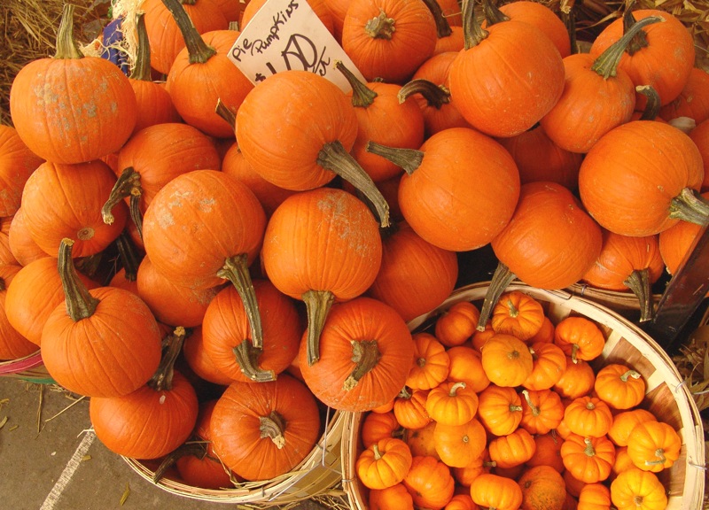 pumpkin mini and big Правильное питание: Тыква