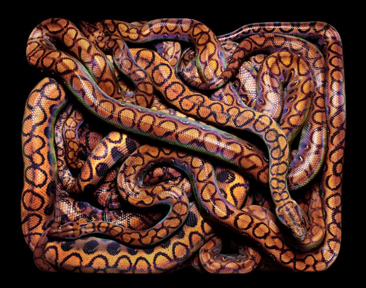 zmei 1 Змеи: разнообразие окрасок (20 фото