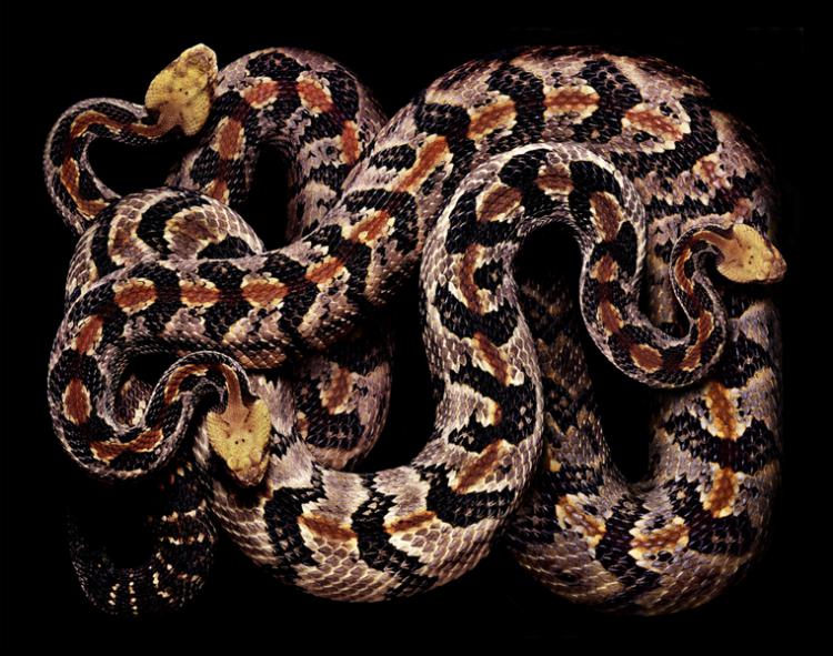 zmei 8 Змеи: разнообразие окрасок (20 фото