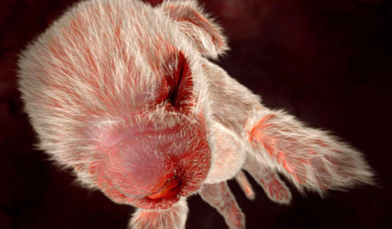 фото эмбриона собака в утробе матери, животные в утробе матери фото