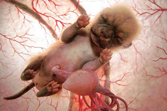 фото эмбриона собаки в утробе матери, животные в утробе матери фото