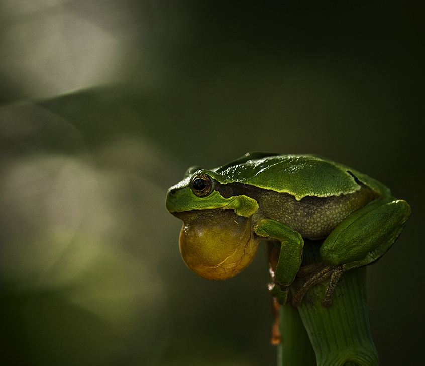 Frogs доклад амфибии земноводные лягушки жабы тритоны фотографии лягушек