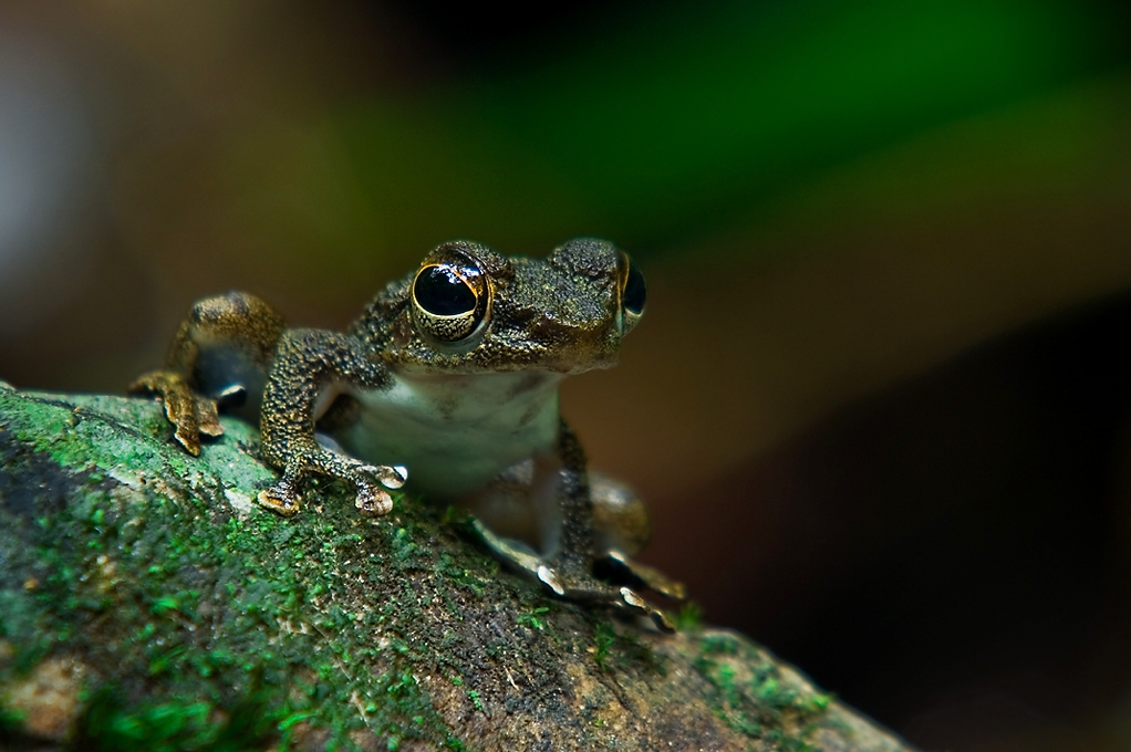 Frogs доклад амфибии земноводные лягушки жабы тритоны фотографии лягушек