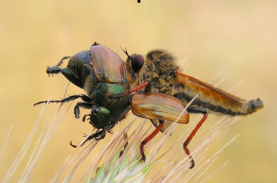 фото насекомых. насекомые с добычей. насекомые. макро фотографии насекомых