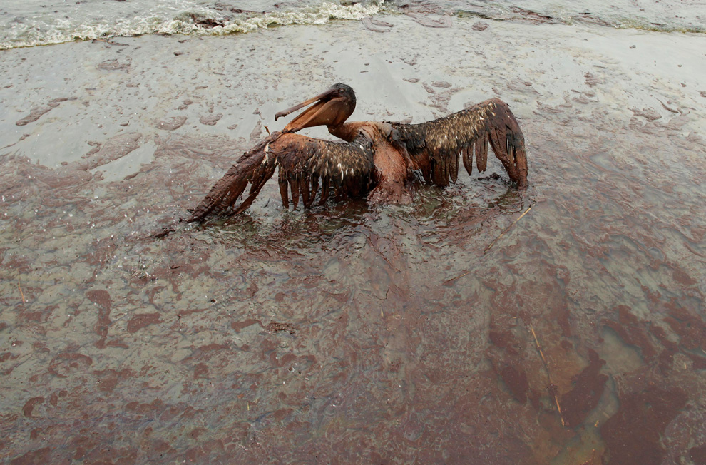 Нефтянное пятно Мексиканский залив фото, фото нефтянного пятна, новые фото нефтянного пятна, экологическая катастрофа