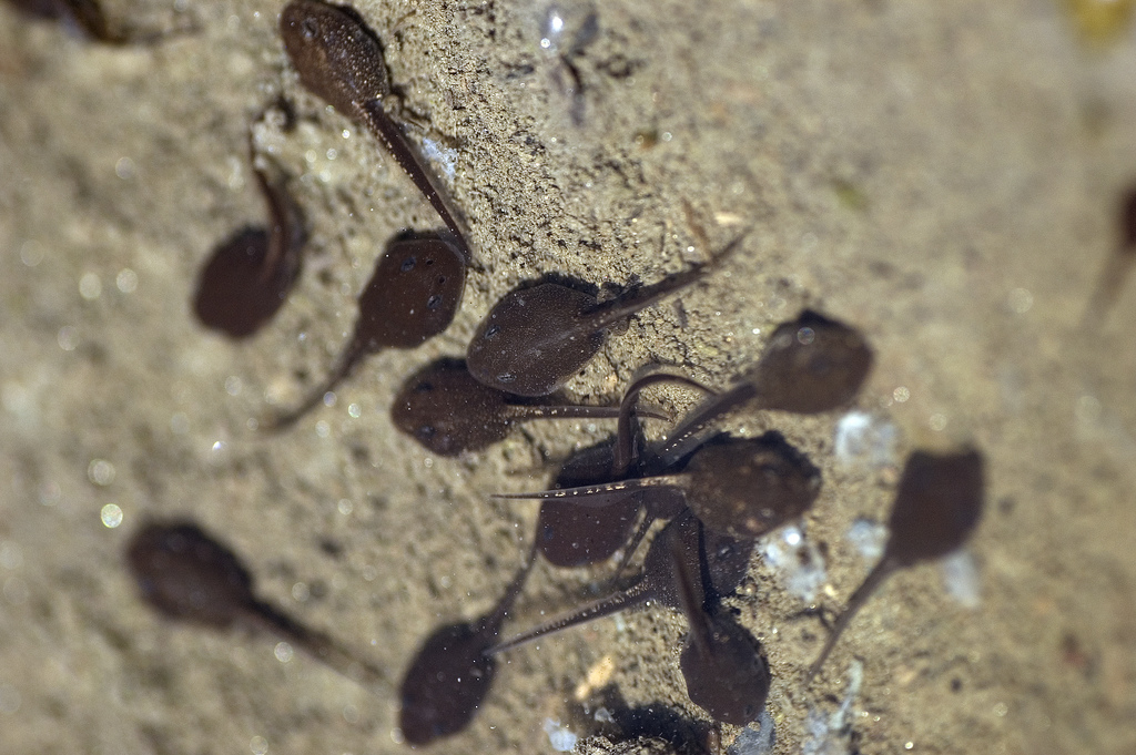 Frogs доклад амфибии земноводные лягушки жабы тритоны фотографии лягушек