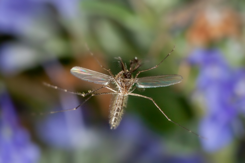 макро фото насекомых, насекомые, красивые фотографии насекомых в полете
