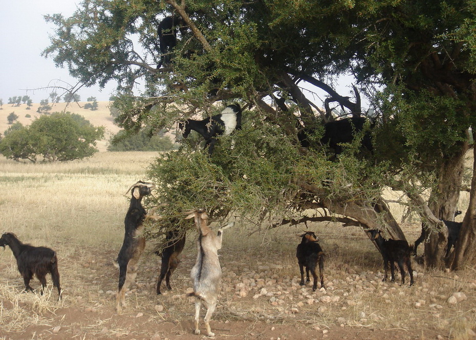 животные Африки, марокканские козы, интересное фото, фото животных