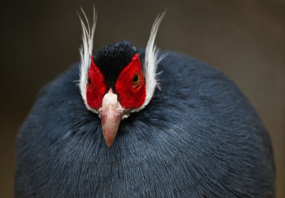 красивые фотографии животных и птиц